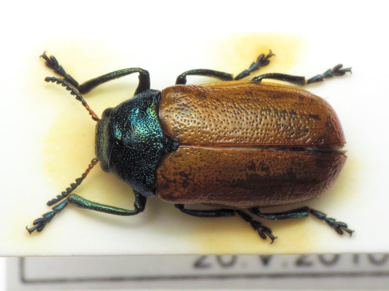 Labidostomis tridentata (Linnaeus, 1758)